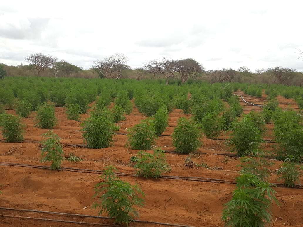 No Pará Drone flagra plantação com 2 mil pés de maconha em Terra Alta; Em Terra Alta, um município no nordeste do Pará, uma equipe