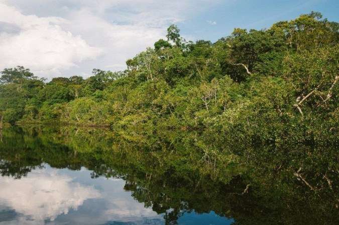 Brasil pode ganhar R$ 776,5 bilhões com recuperação de florestas Para cumprir a meta assumida no Acordo de Paris de recuperar 12 milhões