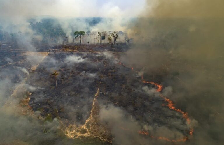Amazônia registrou aumento nas emissões de carbono em 2019-2020. A diminuição da aplicação das leis ambientais (como políticas...
