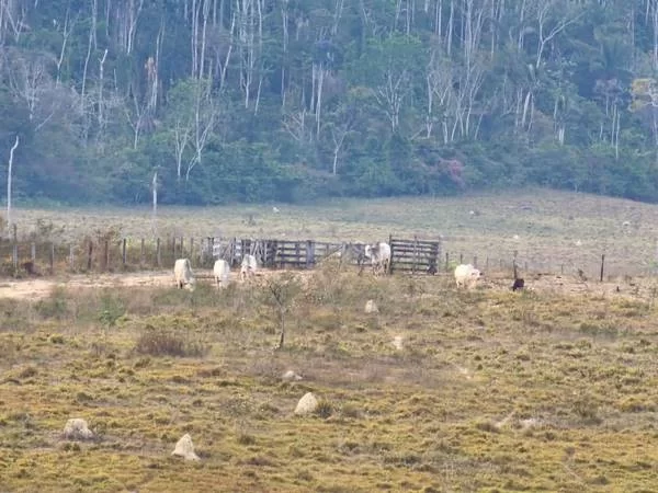 Saiba quem é o "maior destruidor da floresta amazônica" preso pela PF; O empresário Bruno Heller é o principal alvo da Operação Retomada