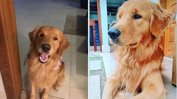 PM atira e mata cachorro na frente de 3 crianças no ES. Um cachorro da raça golden retriever morreu no último sábado