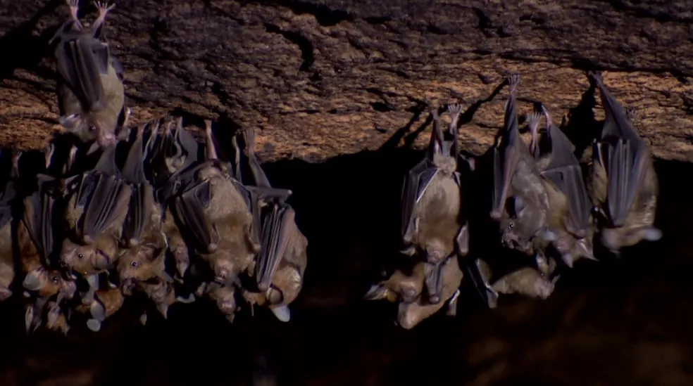 O vírus da raiva humana que é encontrado em saguis é encontrado em morcegos no Ceará