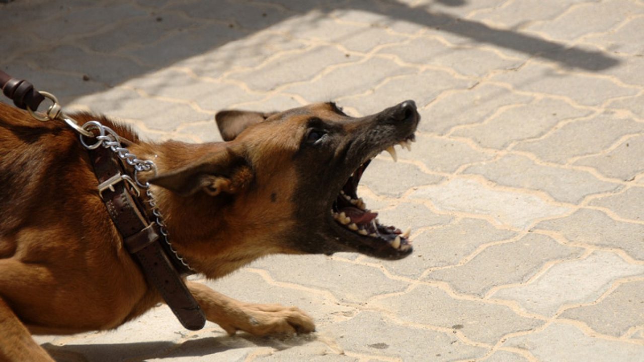 Raiva: sintomas, transmissão e tratamento. Causas, A raiva é transmitida pela saliva de animais domésticos, como cães e gatos