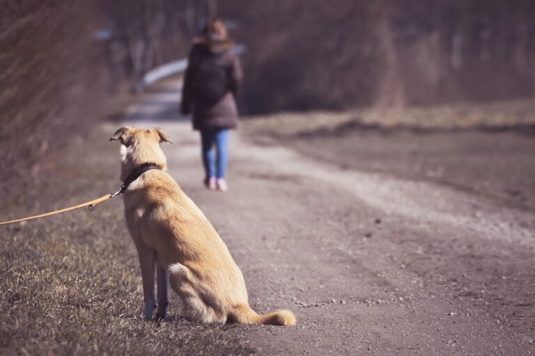 Dezembro Verde: Alerta sobre o abandono de pets O último mês do ano é dedicado à campanha “Dezembro Verde”, que visa aumentar