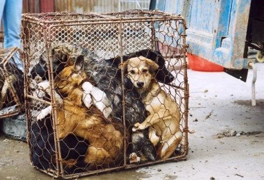 Coreia do Sul aprova lei que proíbe a venda e consumo da carne de cachorro O Parlamento da Coreia do Sul aprovou uma lei que proíbe o consumo