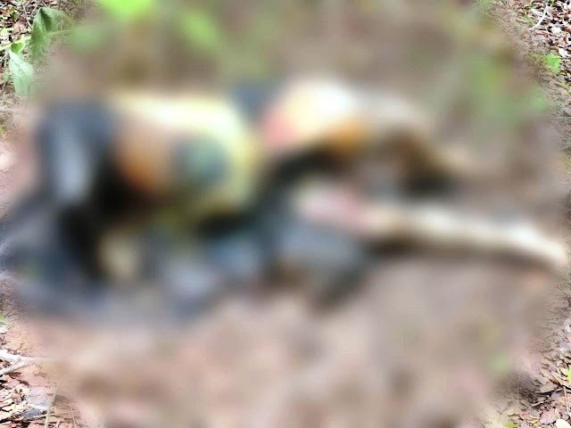 Corpo carbonizado e decapitado é encontrado em área de mata No sábado (03/02), um corpo foi localizado na Estrada Carpina