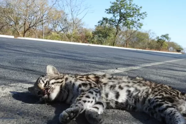 1,3 milhão de animais morrem atropelados por dia no Brasil. Pequenos ou grandes, animais são alvo frequente de atropelamentos...