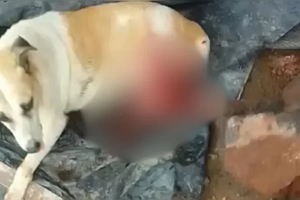 Cadela é esfaqueada por tentar roubar churrasco. Em aproximadamente 274 a.c. nascia a primeira Lei de proteção ao meio ambiente e animal...