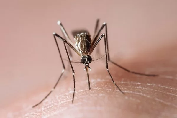 Brasil supera casos de dengue de 2023. Este ano, foram registrados 1.684.781 casos prováveis da doença, segundo maior número desde...