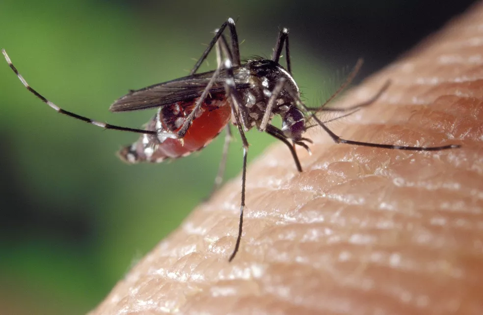 Saúde: Morre primeira vítima por dengue em Belém; mulher tinha 21 anos Belém registrou a primeira morte causada por dengue na capital