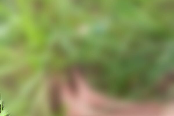 Tailândia: Corpo de homem é encontrado na vicinal 11 O corpo de um homem ainda não identificado foi encontrado por populares na madrugada