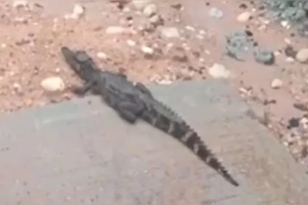 Após chuva, até jacaré aparece em engarrafamento na BR-316. As intensas chuvas que atingiram a Região Metropolitana de Belém na...