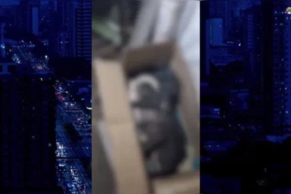 Cadela é agredida a paulada após atacar criança no Guamá. Uma cadela foi agredida com pauladas na tarde desta quarta-feira (1º), no...