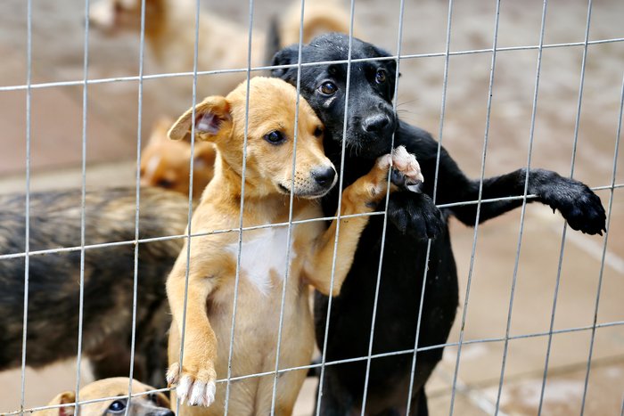 🐕‍🦺🐈TRAGÉDIA RS: Projeto que propõe R$ 450 para adotar animais gera críticas Organizações e voluntários que atuam na causa animal...