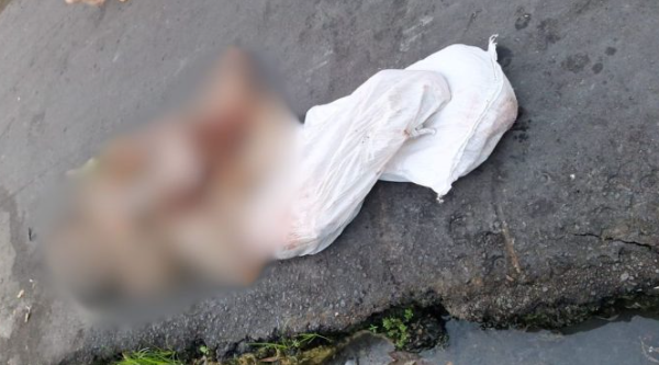 Imagens Fortes: Esquartejado: cabeça dentro de mochila, tronco enrolado no lençol, pernas e braços em um saco. Um homem...