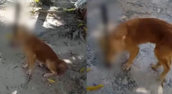 Cachorro fica com facão preso na cabeça após ser atacado por homem. Um video que circula nas redes sociais, mostra um cachorro...