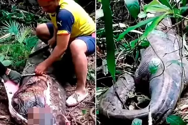 🚨VÍDEO: Corpo de mulher é encontrado dentro de cobra píton