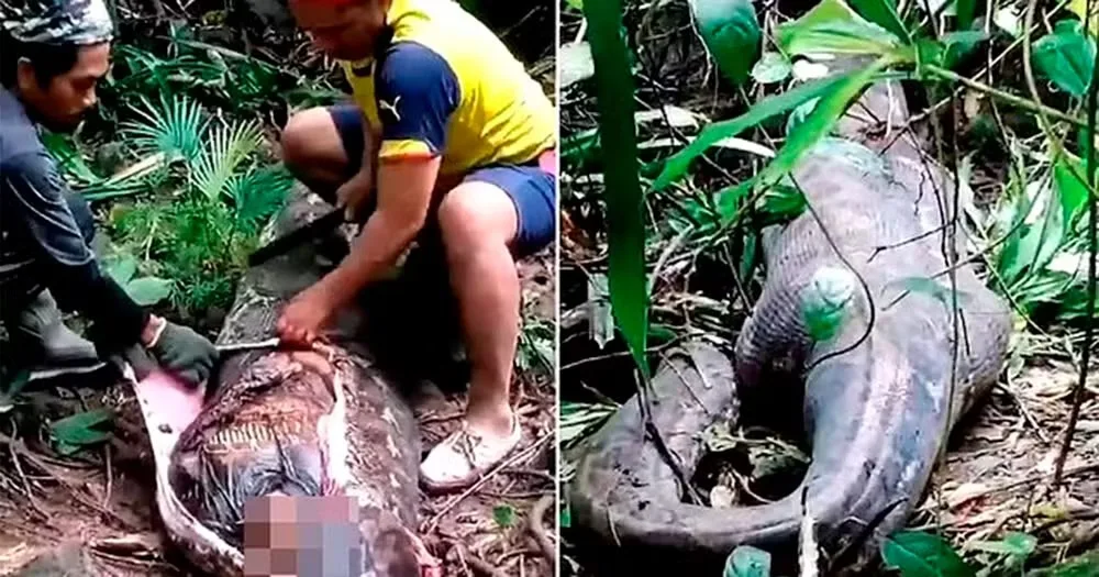 🚨VÍDEO: Corpo de mulher é encontrado dentro de cobra píton