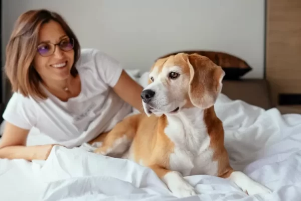 Dividir a cama com o seu cachorro é realmente uma boa ideia? Para a maioria dos americanos, os cães não precisam mais ficar...