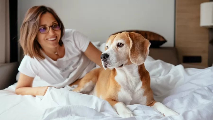Dividir a cama com o seu cachorro é realmente uma boa ideia? Para a maioria dos americanos, os cães não precisam mais ficar...