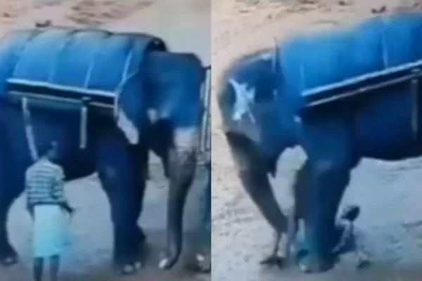 🚨😱Vídeo: Treinador morre pisoteado por elefante após cutucar animal Um homem de 62 anos, que trabalhava como treinador em um safári, morreu