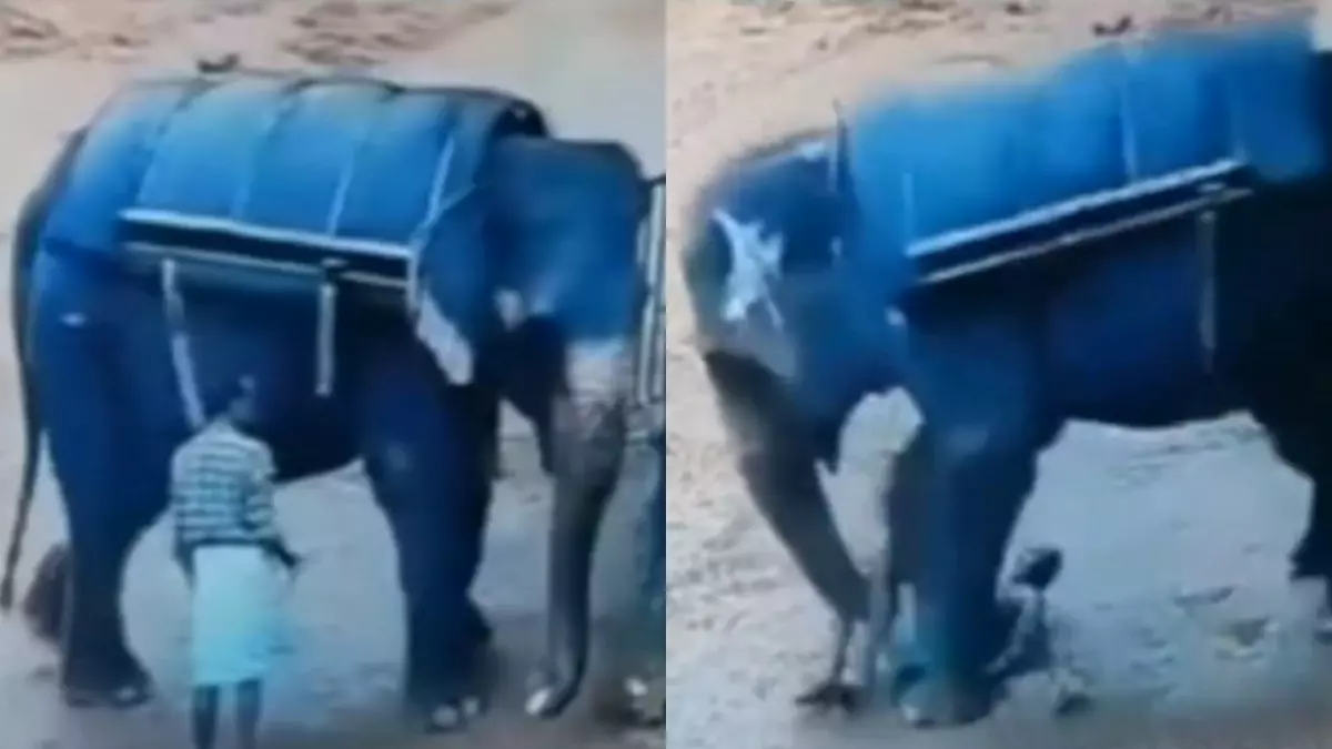 🚨😱Vídeo: Treinador morre pisoteado por elefante após cutucar animal Um homem de 62 anos, que trabalhava como treinador em um safári, morreu