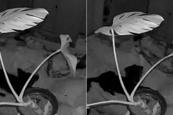 🌎Terremoto de magnitude 5,3 atinge Portugal, não há vítimas; Veja Vídeos Um terremoto de magnitude 5,3 na escala Richter atinge Portugal