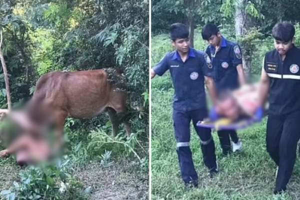 😱🚨Homem nu é atacado por vaca após tentar abusar do animal em floresta Um caso bizarro e revoltante repercutiu nas redes sociais, na última