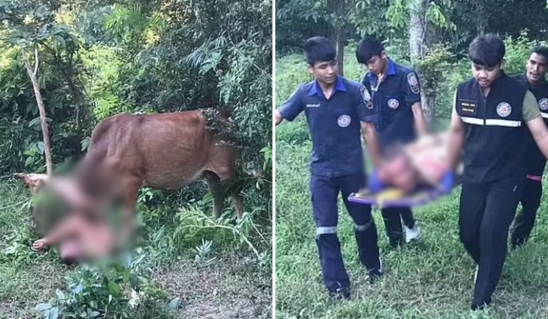 😱🚨Homem nu é atacado por vaca após tentar abusar do animal em floresta Um caso bizarro e revoltante repercutiu nas redes sociais, na última