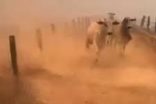 Gado foge desesperado de fogo durante incêndio em fazenda; Veja o Vídeo Um vídeo que está circulando nas redes sociais mostra um momento dramático de vários bovinos fugindo de um incêndio florestal que atingiu uma fazenda no interior de Goiás, em Rio Verde, sudoeste do estado.