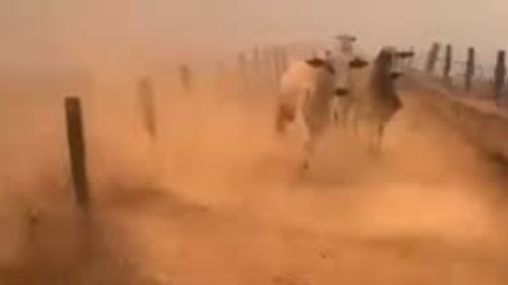 Gado foge desesperado de fogo durante incêndio em fazenda; Veja o Vídeo Um vídeo que está circulando nas redes sociais mostra um momento dramático de vários bovinos fugindo de um incêndio florestal que atingiu uma fazenda no interior de Goiás, em Rio Verde, sudoeste do estado.