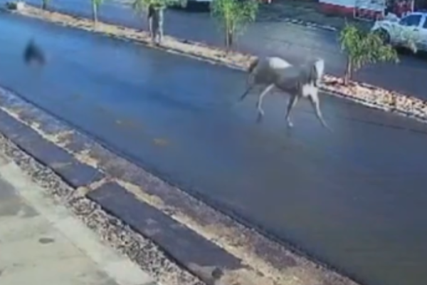 Adolescente fica ferida após ser arrastada por cavalo em disparada; Veja o Vídeo Imagens de câmeras de segurança registraram o momento