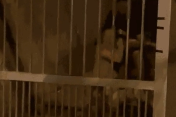 Suspeito agride e arrasta mulher enquanto ela é atacada por pit bull; Veja O Vídeo Um homem, não identificado, foi preso por agredir