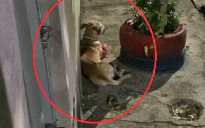 MANAUS: Homem é denunciado pelos vizinhos após aplicar terçadadas no próprio cachorro