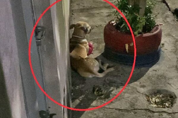 MANAUS: Homem é denunciado pelos vizinhos após aplicar terçadadas no próprio cachorro