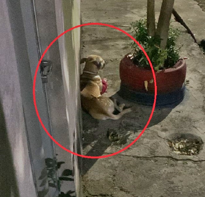 MANAUS: Homem é denunciado pelos vizinhos após aplicar terçadadas no próprio cachorro