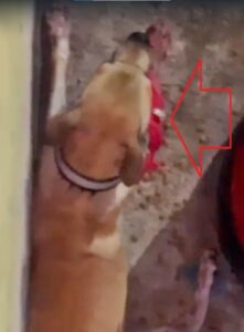 MANAUS: Homem é denunciado pelos vizinhos após aplicar terçadadas no próprio cachorro