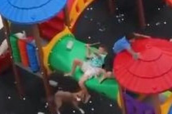 Vídeo mostra momento em que crianças são atacadas por pitbulls em parquinho. Um episódio dramático abalou a Vila Guilherme...