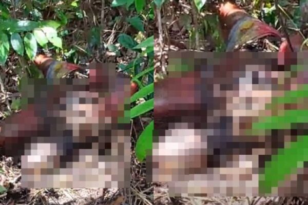 Manaus: Corpo de homem em decomposição é encontrado