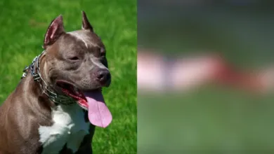 O animal que estava na família há nove anos, atacou e matou o próprio tutor no quintal da residência. O homem foi encontrado com umas...