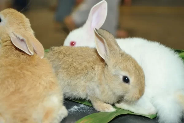 Animal não resistiu aos ferimentos e morreu. Polícia investiga a morte de outros 77 coelhos na região. A polícia anunciou nesta...