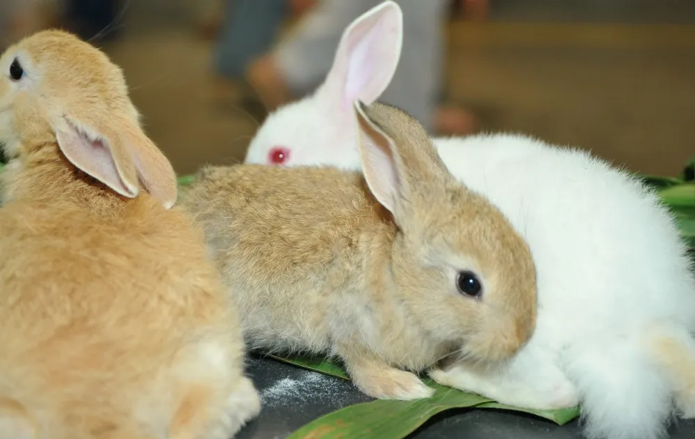 Animal não resistiu aos ferimentos e morreu. Polícia investiga a morte de outros 77 coelhos na região. A polícia anunciou nesta...