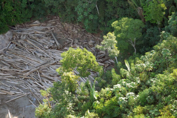 Pará teve uma redução de 15% em alertas de desmatamento na Amazônia