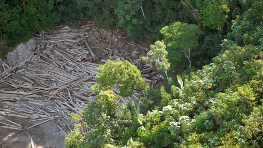 Pará teve uma redução de 15% em alertas de desmatamento na Amazônia