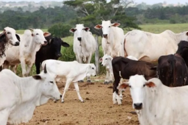 Governo do Pará revogou 'taxa do agro' na tentativa de tentar controlar preço dos alimentos