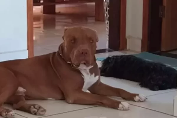 A morte de um pitbull está gerando comoção nas redes sociais. O cachorro, chamado de Zairon, foi morto a facadas durante uma briga...