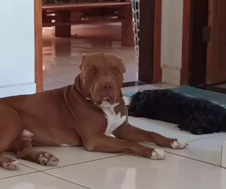 A morte de um pitbull está gerando comoção nas redes sociais. O cachorro, chamado de Zairon, foi morto a facadas durante uma briga...