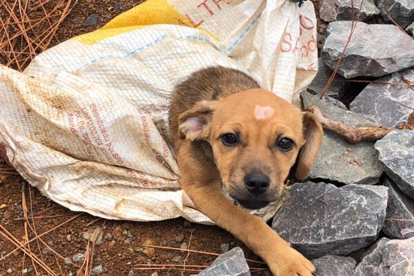 O Castra Pet, com o apoio da Associação Protetora de Animais de Tailândia, (APAT), nordeste paraense, vai promover um Mutirão de Castrações...