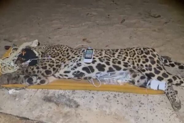 A operação de captura foi meticulosa e envolveu a instalação de um acesso venoso e um monitor de frequência cardíaca...