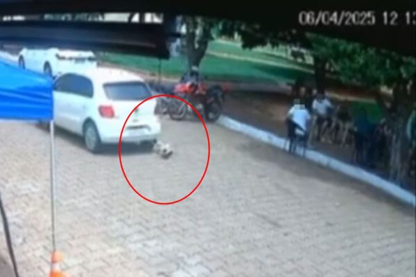 Polícia Civil de Goiás (PCGO) investiga o caso de vereador que atropelou cadela e saiu sem prestar socorro...
